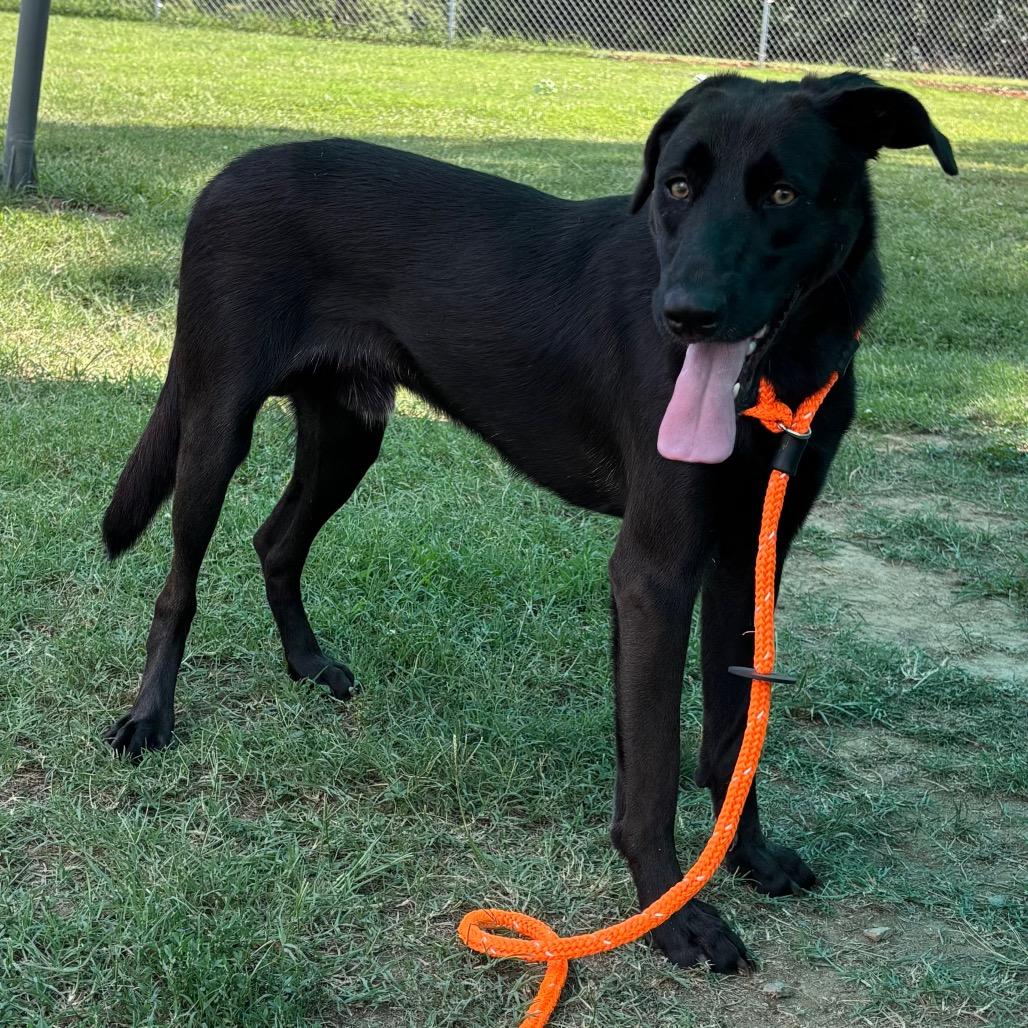 Max, a Adoptable mixed breed in Roxboro, NC image 5/6