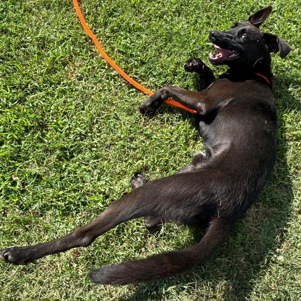 Max, a Adoptable mixed breed in Roxboro, NC image 6/6
