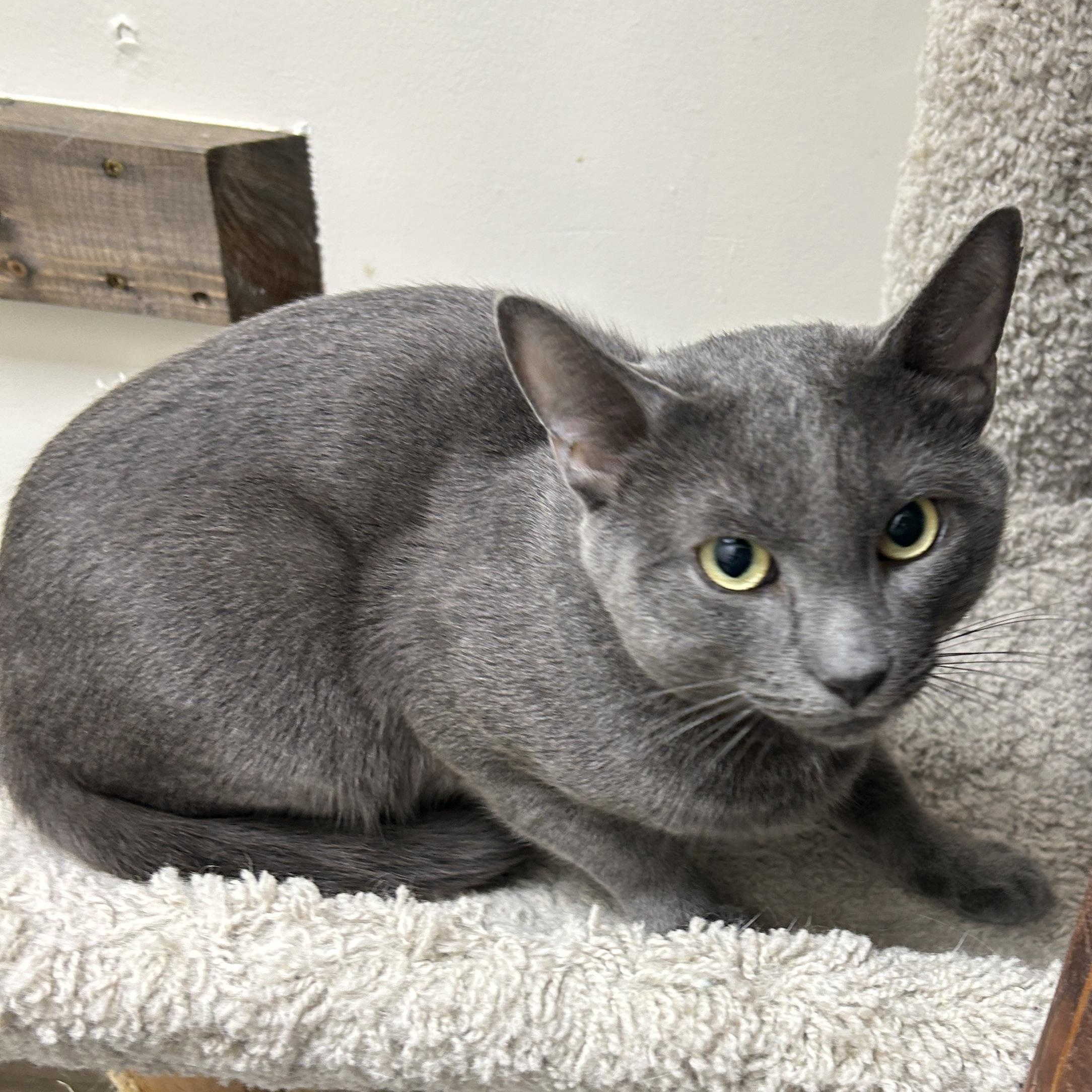 Enlarge Dior, a ADOPTABLE Russian Blue in Medford, MA image 6/6