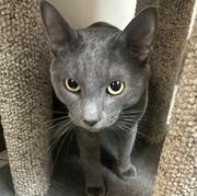 Enlarge Dior, a ADOPTABLE Russian Blue in Medford, MA image 2/6