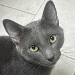 Enlarge Dior, a ADOPTABLE Russian Blue in Medford, MA image 1/6