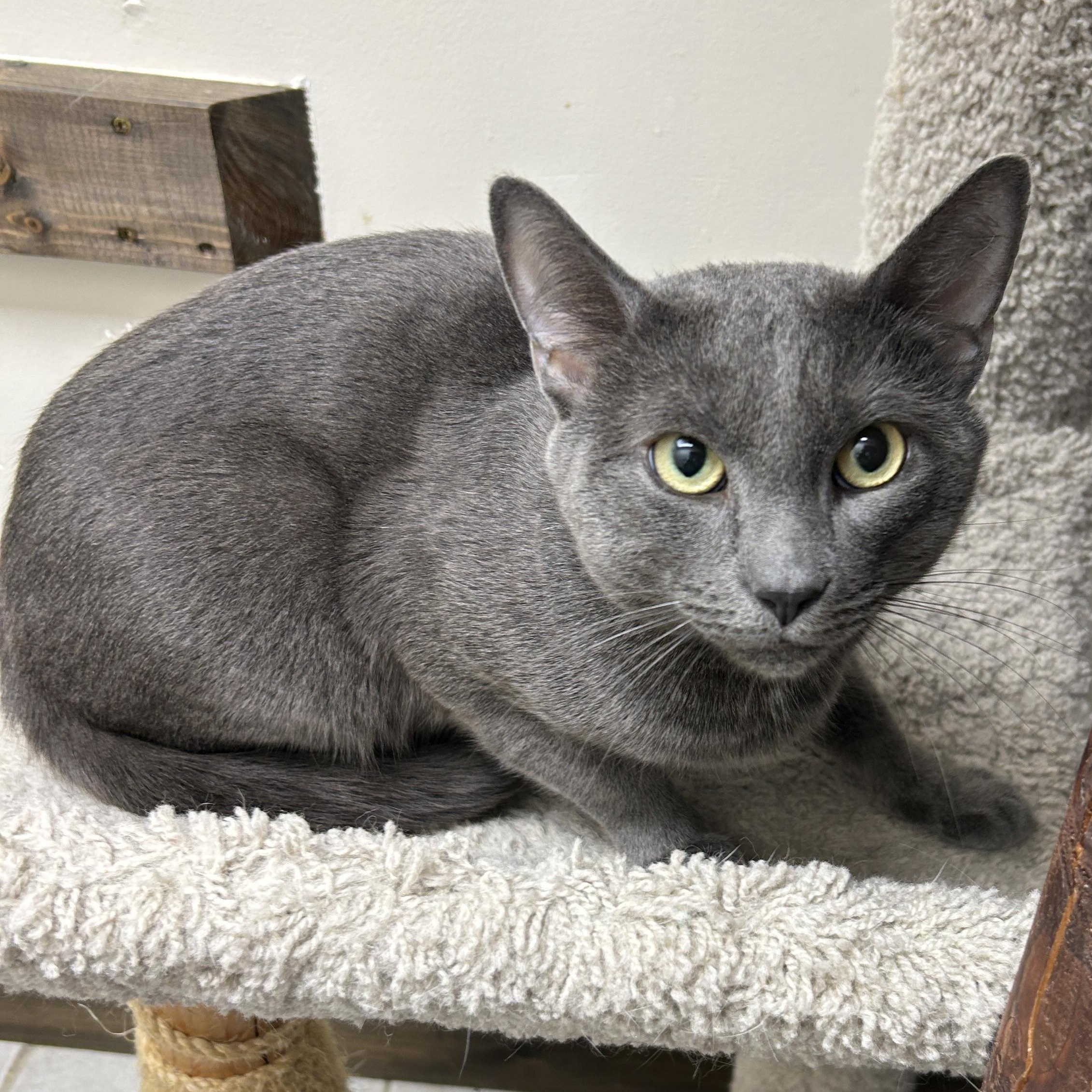 Enlarge Dior, a ADOPTABLE Russian Blue in Medford, MA image 3/6