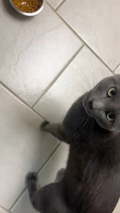 Enlarge Dior, a ADOPTABLE Russian Blue in Medford, MA video 4/6