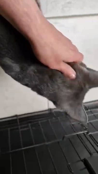 Enlarge Dior, a ADOPTABLE Russian Blue in Medford, MA video 5/6