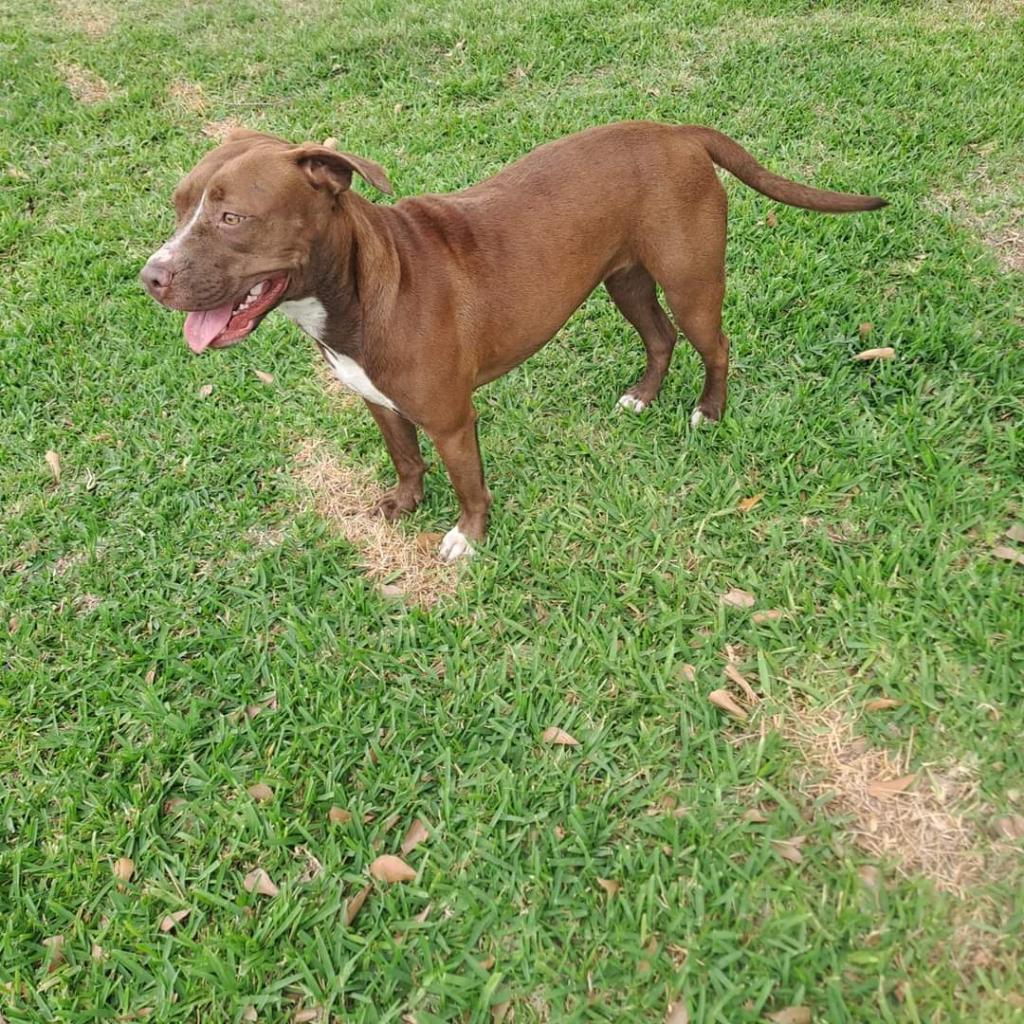 Penny, a Adoptable Pit Bull Terrier in Houston, TX image 1/6