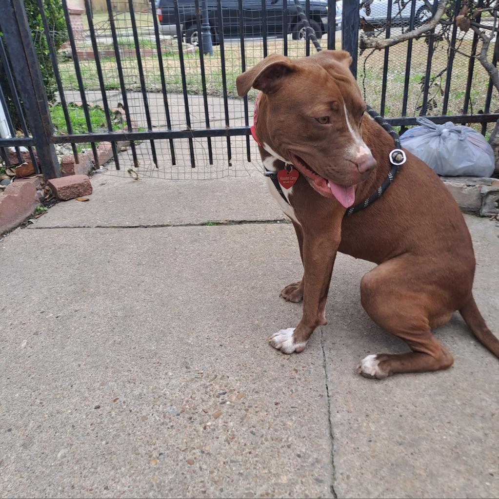 Penny, a Adoptable Pit Bull Terrier in Houston, TX image 2/6