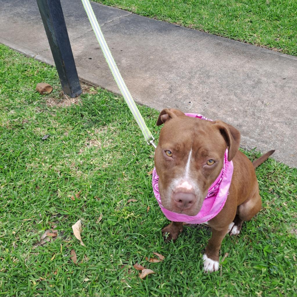 Penny, a Adoptable Pit Bull Terrier in Houston, TX image 3/6
