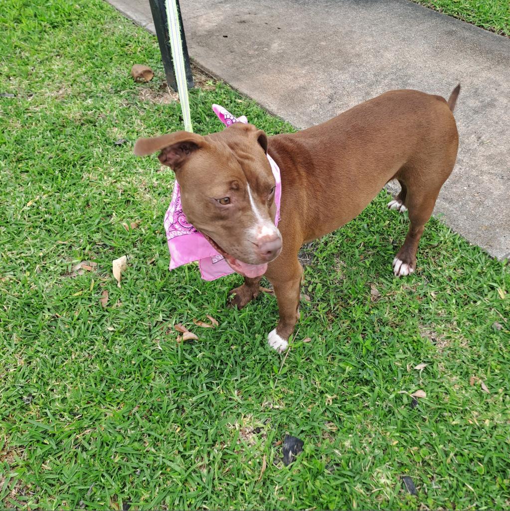 Penny, a Adoptable Pit Bull Terrier in Houston, TX image 4/6