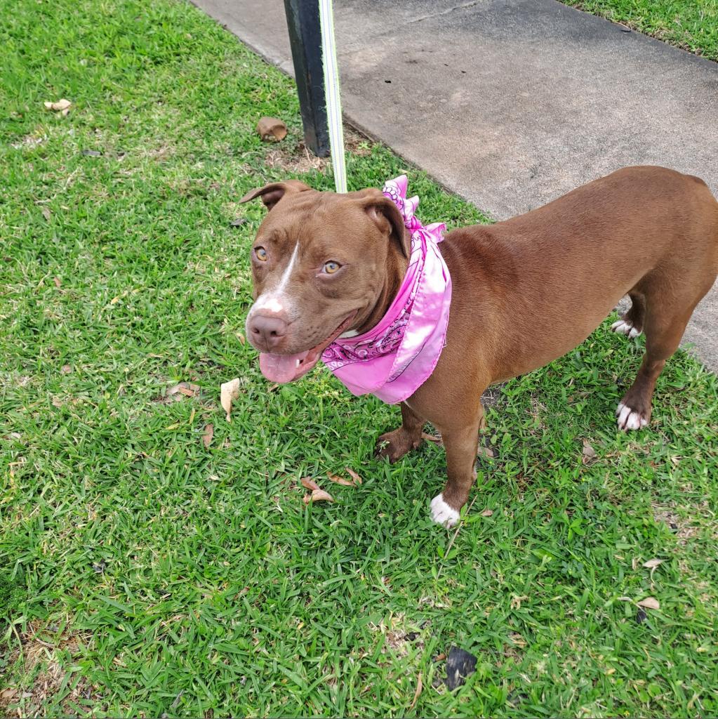 Penny, a Adoptable Pit Bull Terrier in Houston, TX image 5/6
