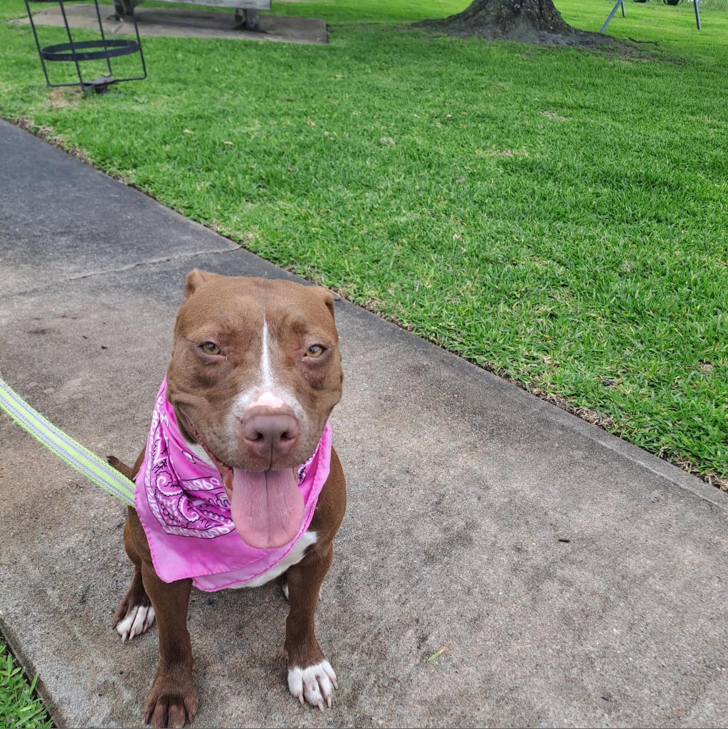 Penny, a Adoptable Pit Bull Terrier in Houston, TX image 6/6
