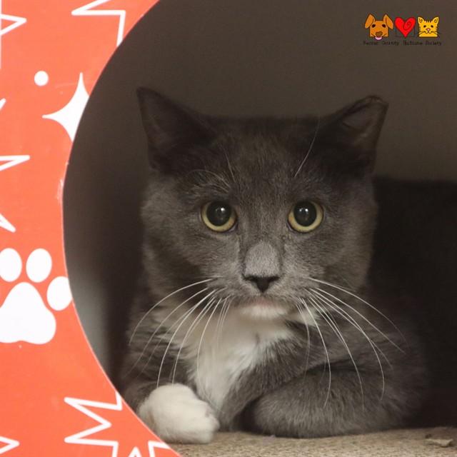 JUNCO, Adoptable, Young Male Domestic Short Hair.