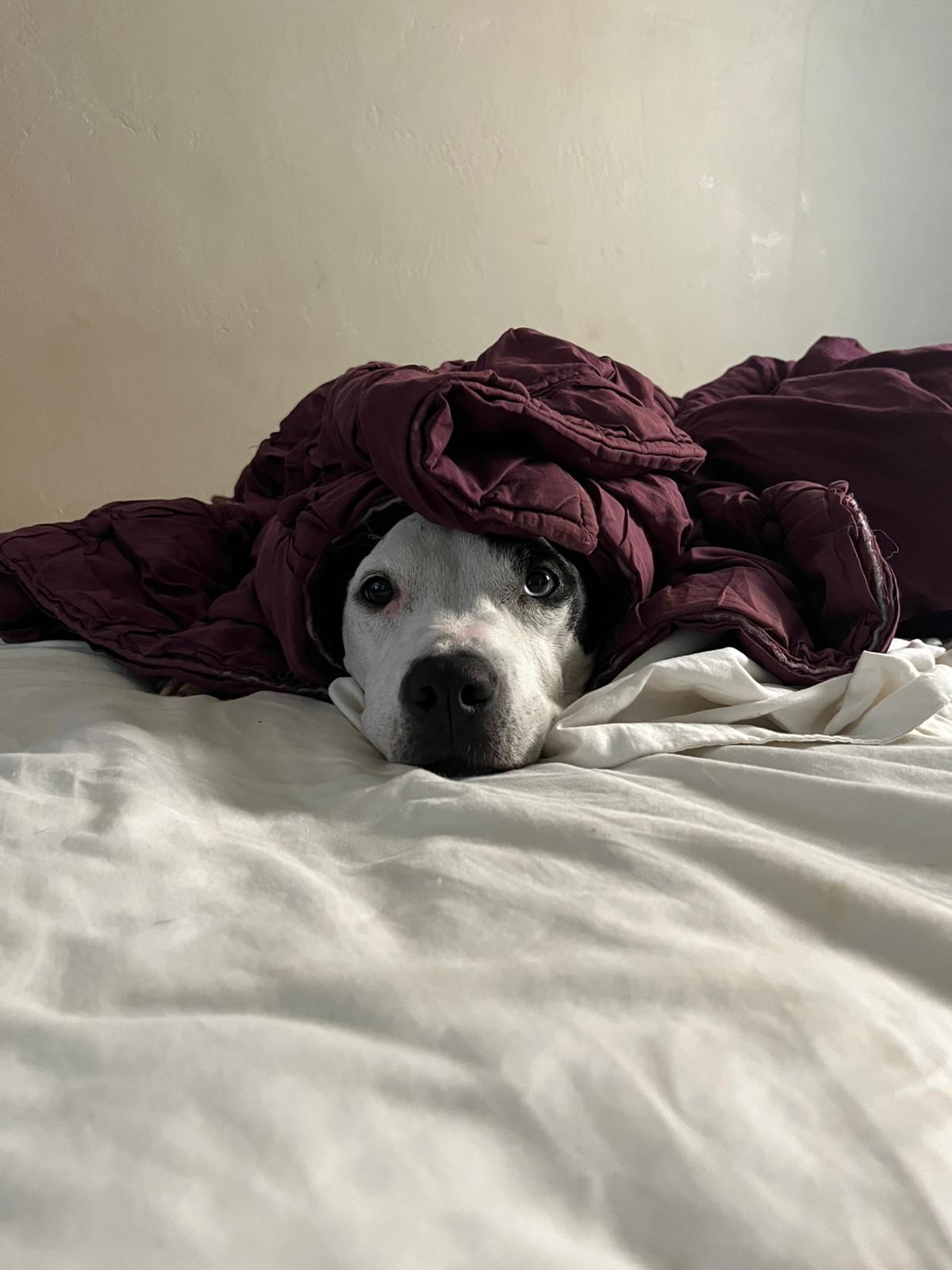 Rosie, Adoptable, Adult Female Pit Bull Terrier.