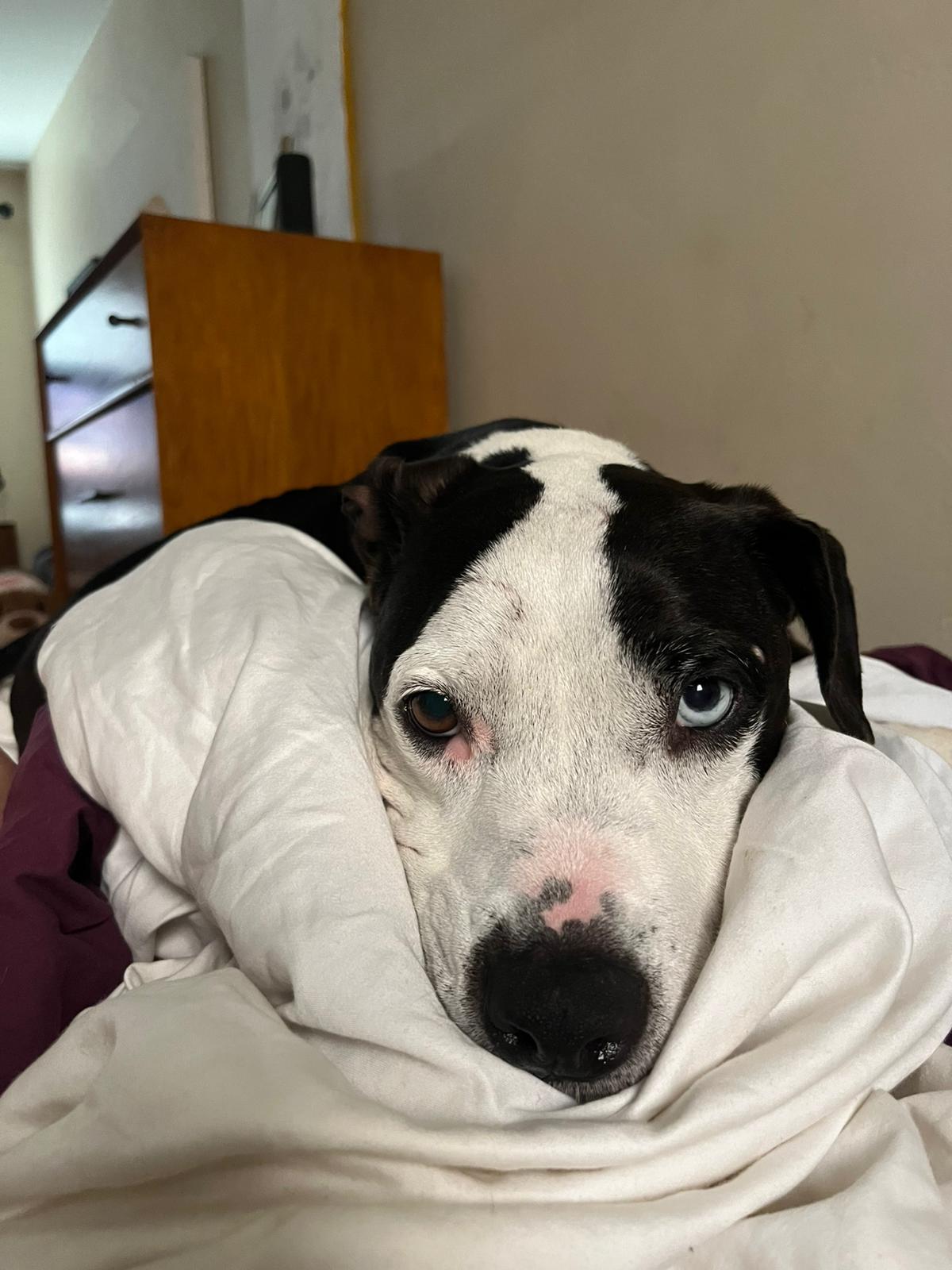 Rosie, a Adoptable Pit Bull Terrier in San Diego, CA image 2/5