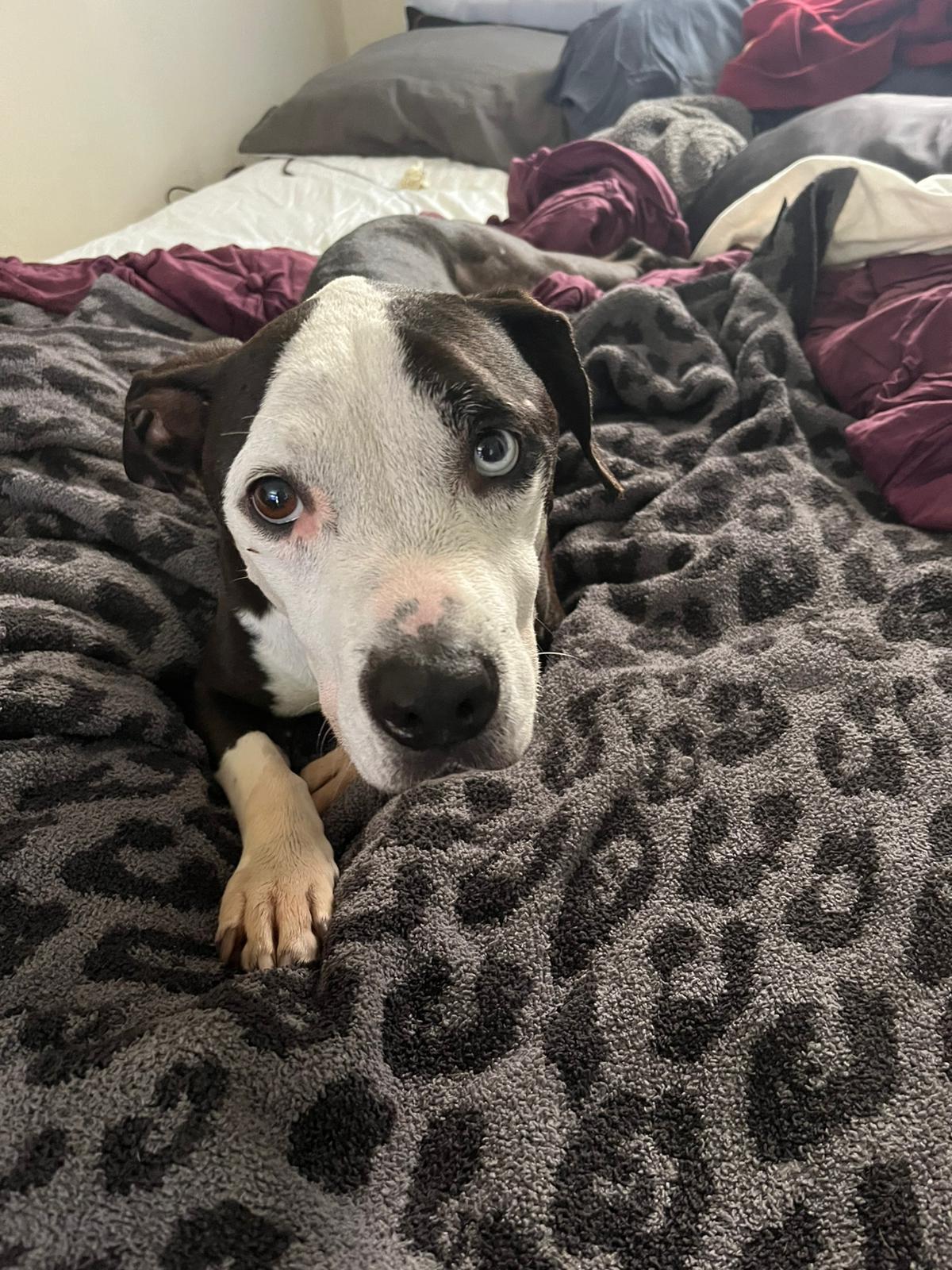 Rosie, a Adoptable Pit Bull Terrier in San Diego, CA image 3/5