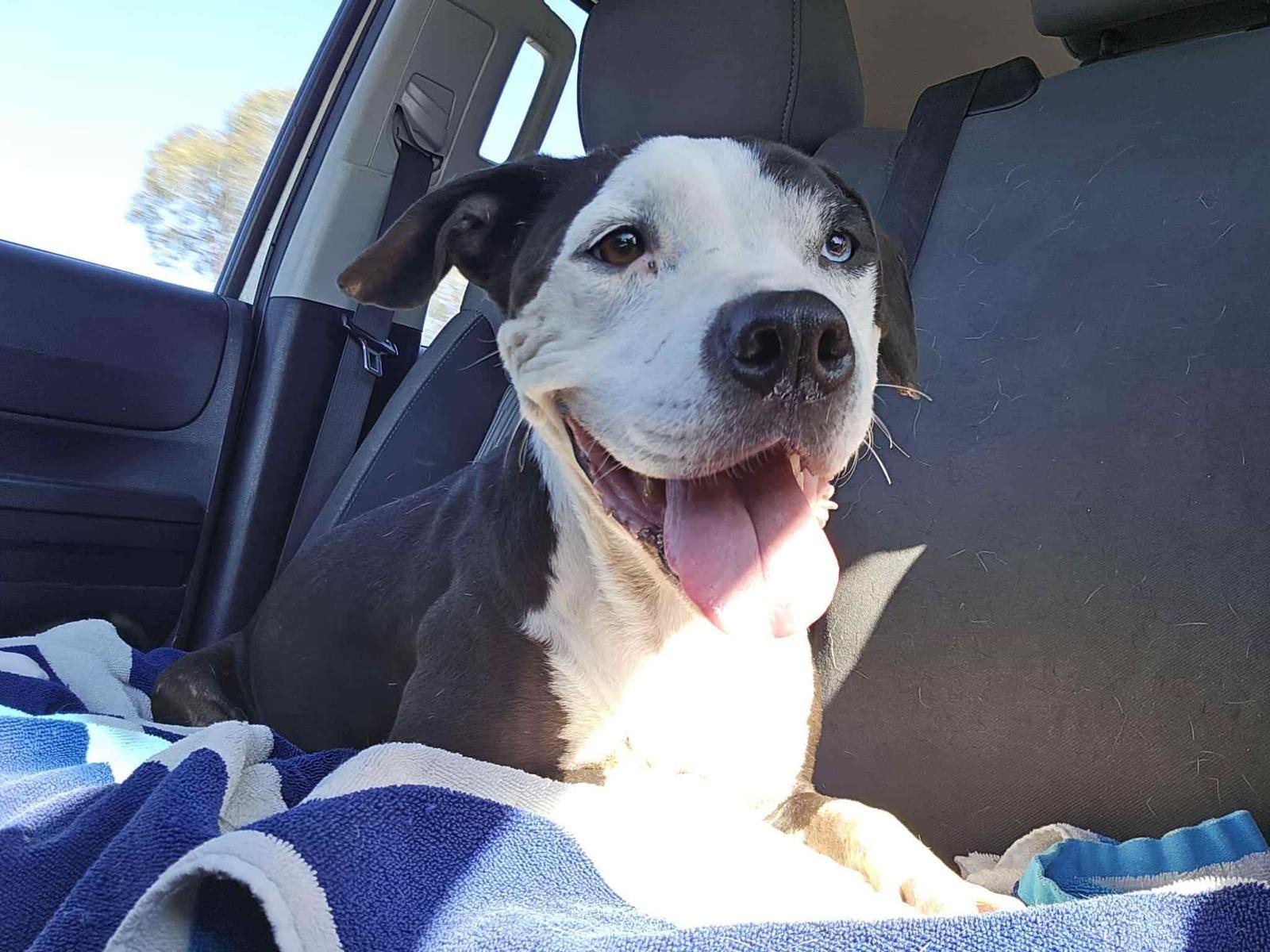 Rosie, a Adoptable Pit Bull Terrier in San Diego, CA image 4/5