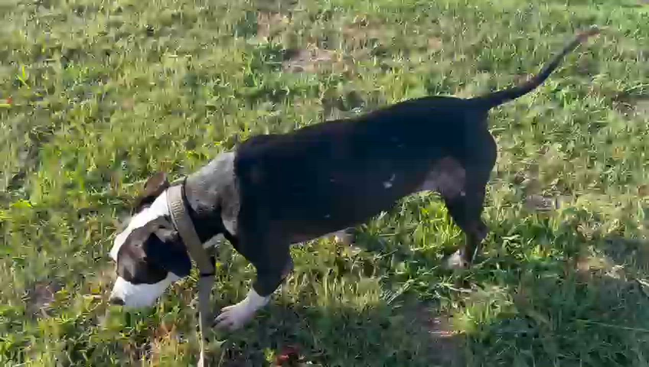 Enlarge Rosie, a Adoptable Pit Bull Terrier in San Diego, CA video 5/5