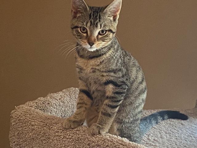 GABBY, Adoptable, Young Female Domestic Short Hair & Tabby.