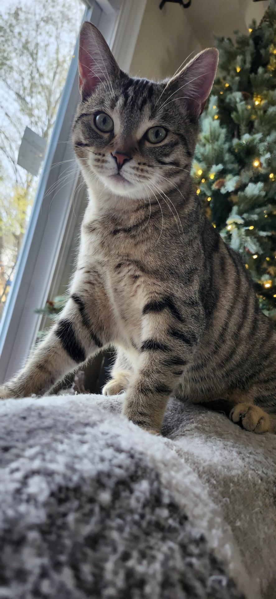 GABBY, a Adoptable mixed breed in Niagara on the Lake, ON image 2/2