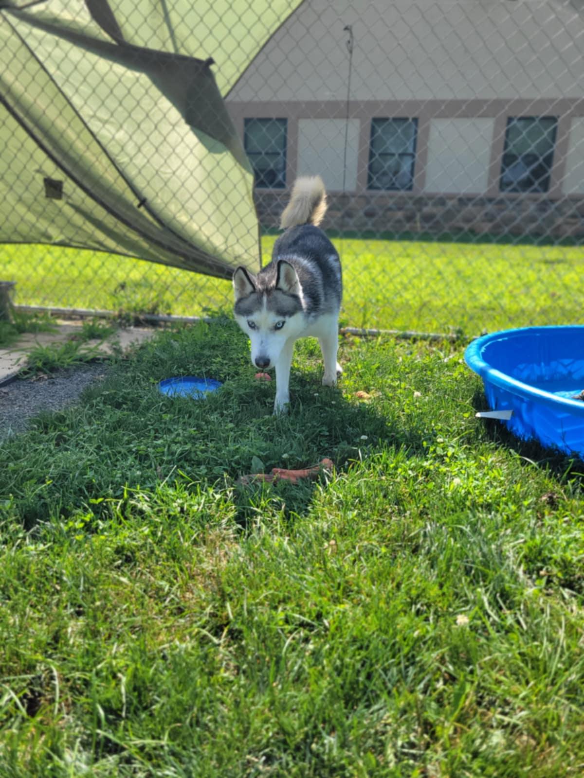 Bosco