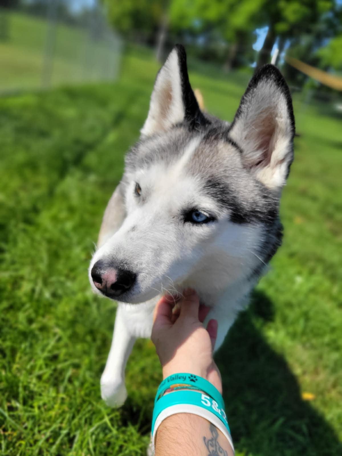 Bosco