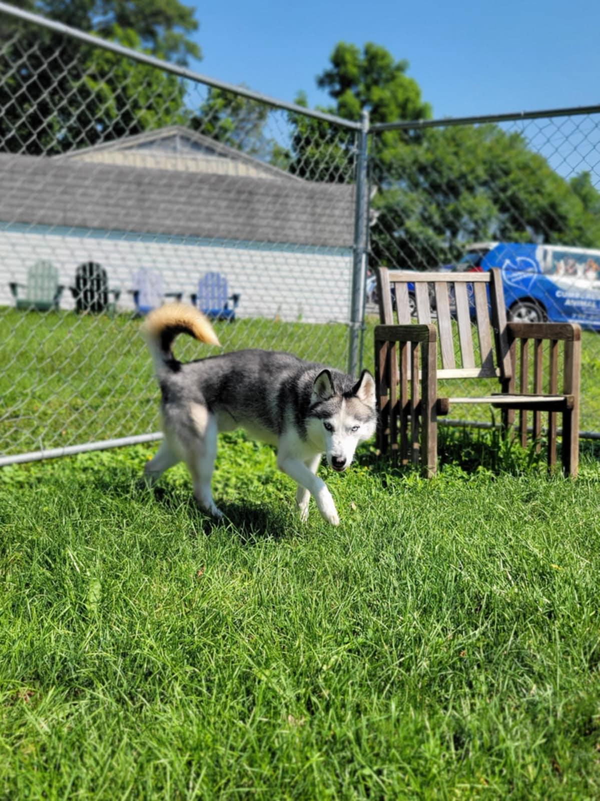 Bosco, Adult Male Husky