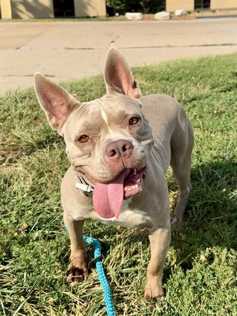 BUTTERNUT, Adoptable, Young Female Boston Terrier & Mixed Breed.