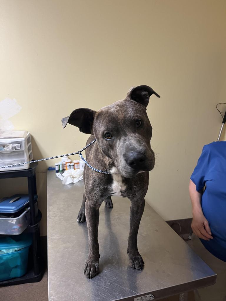 Dr. Kisses ⛟, Adoptable, Young Male Mixed Breed.