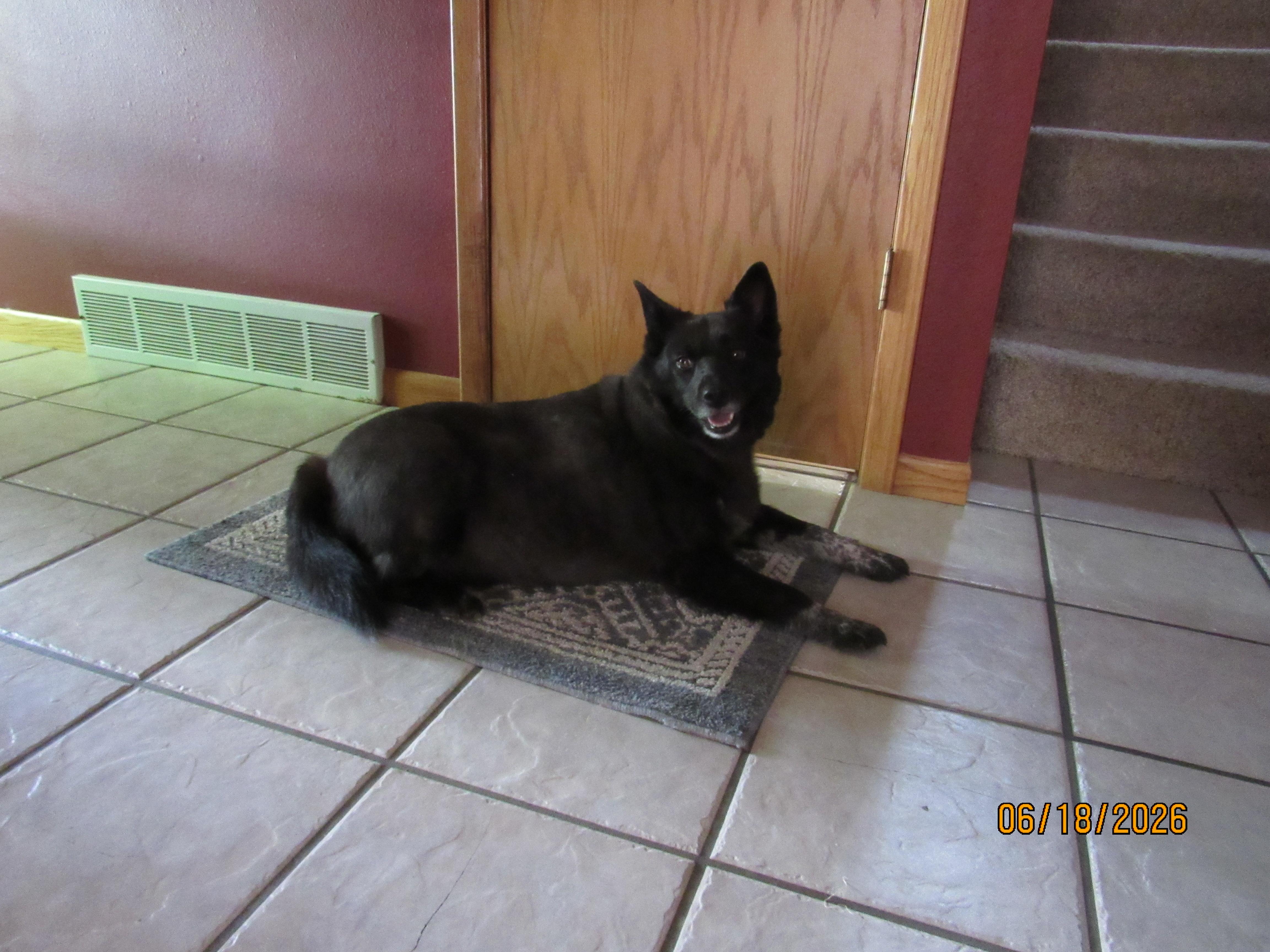 Ruby, a ADOPTABLE Australian Cattle Dog / Blue Heeler in Holmen, WI image 3/4