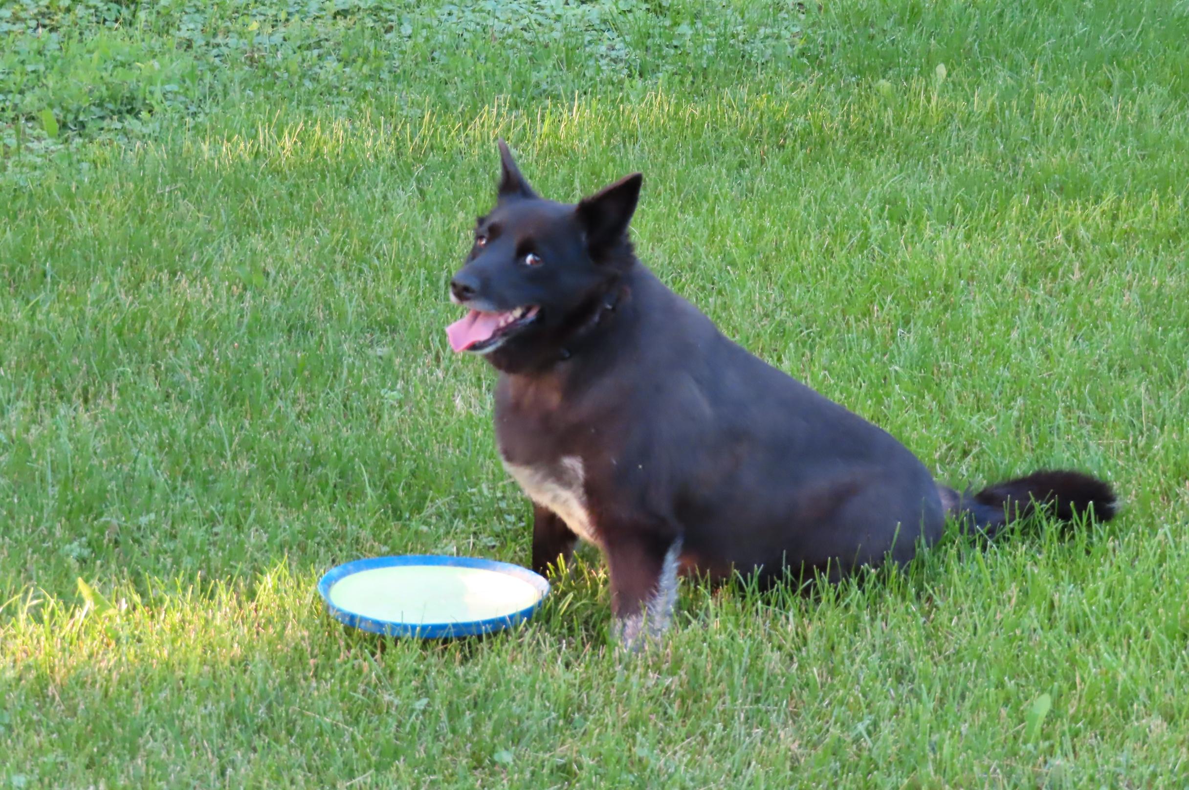 Ruby, a ADOPTABLE Australian Cattle Dog / Blue Heeler in Holmen, WI image 2/4