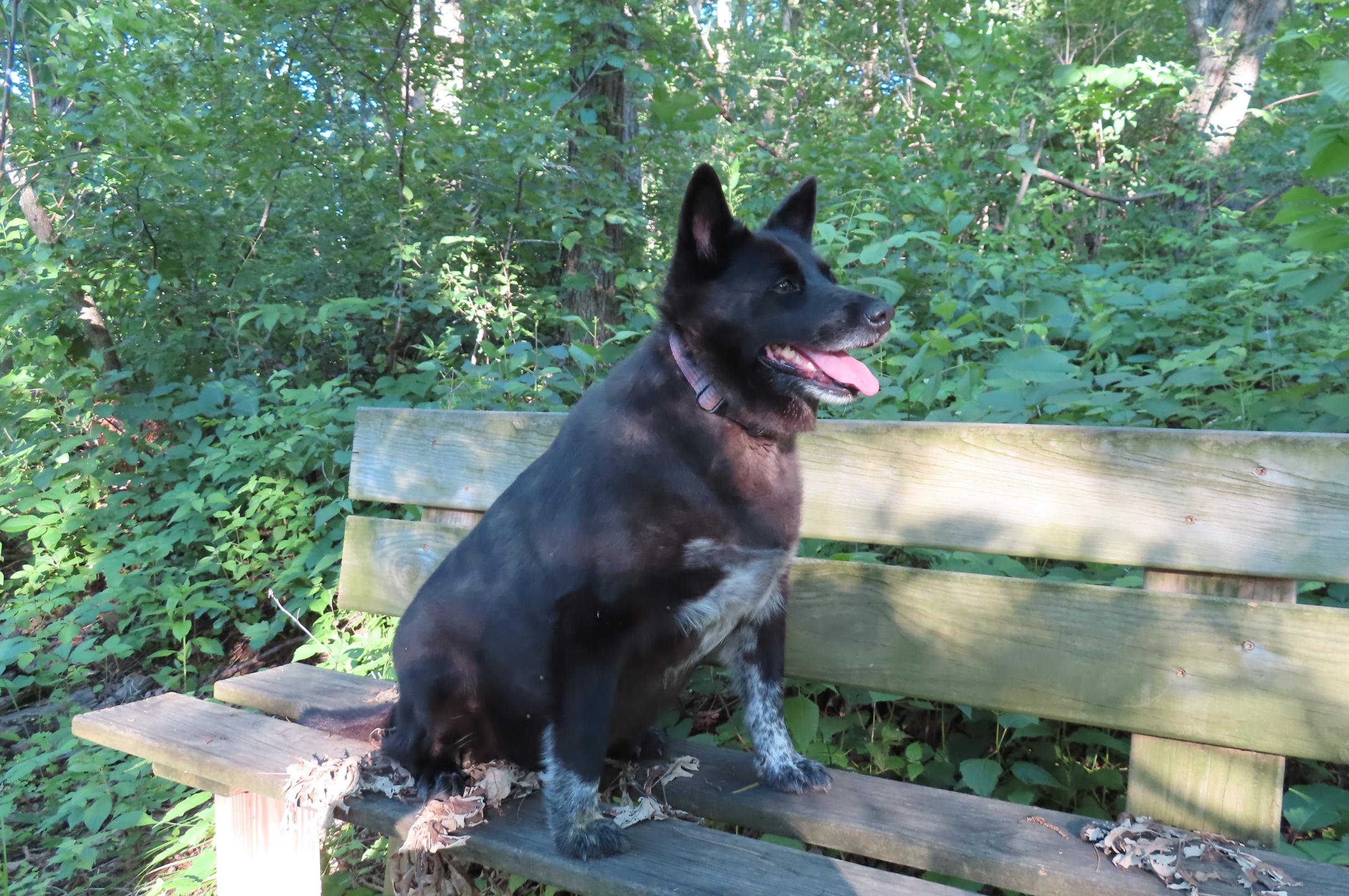 Ruby, a ADOPTABLE Australian Cattle Dog / Blue Heeler in Holmen, WI image 1/4