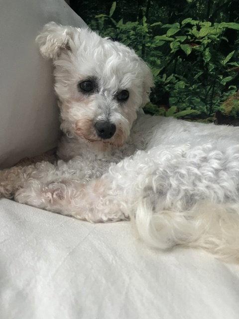 Hazel, Adoptable, Adult Female Bichon Frise.