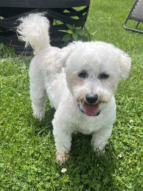 Hazel, a Adoptable Bichon Frise in Etobicoke, ON image 2/3
