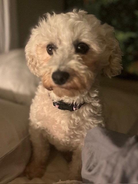Hazel, a Adoptable Bichon Frise in Etobicoke, ON image 3/3
