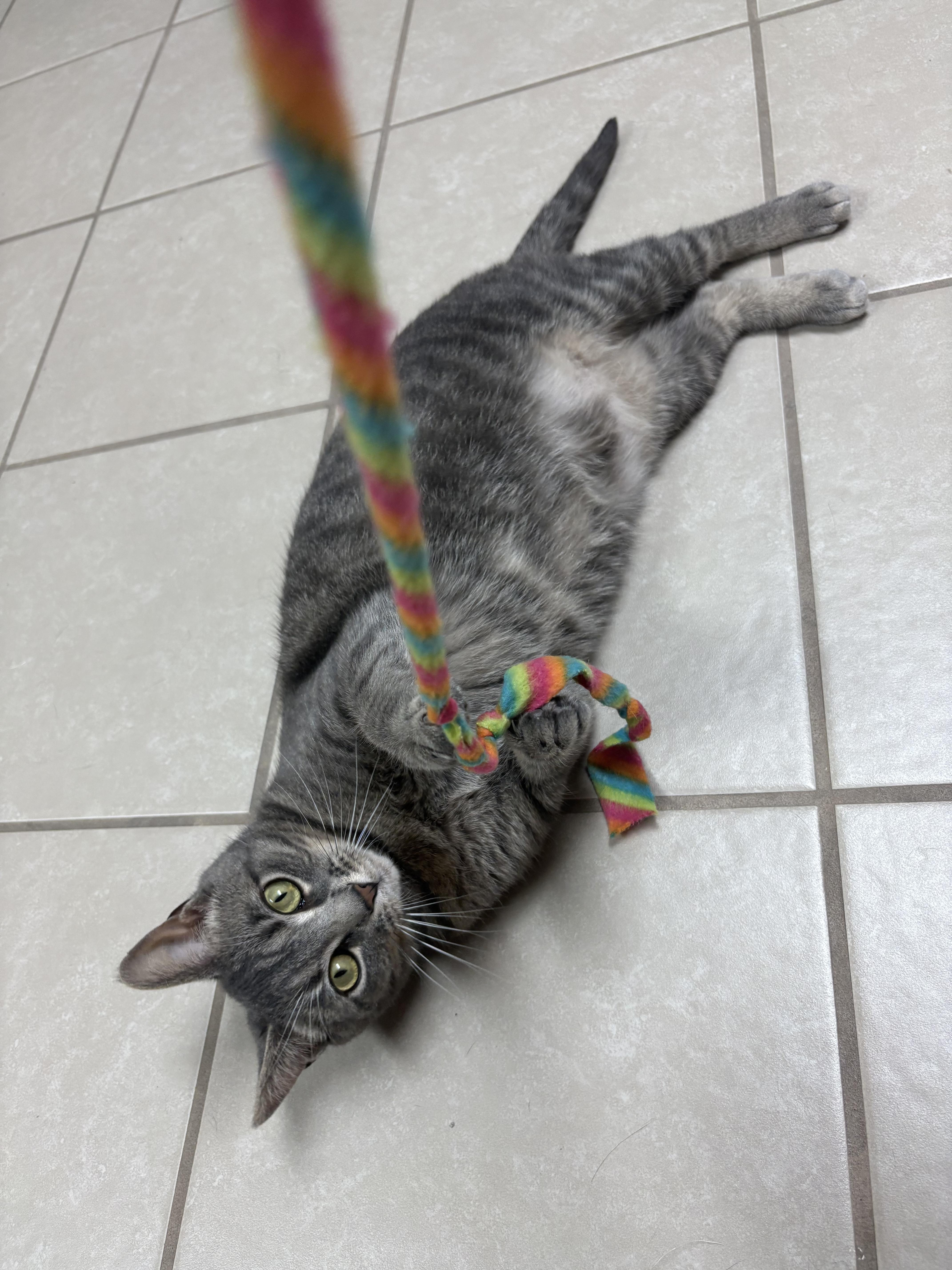 Enlarge Meowilyn Monroe, a Adoptable Domestic Short Hair in New Baltimore, MI image 1/1