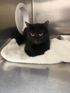 GARY, Adoptable, Young Male Domestic Short Hair.