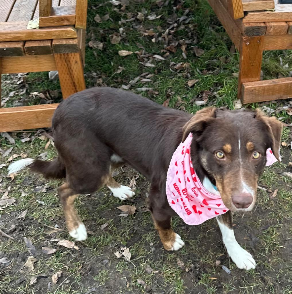 Acey, Adoptable, Young Female Border Collie & Catahoula Leopard Dog.