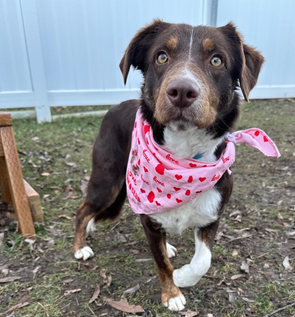 Enlarge Acey, a Adoptable mixed breed in Logan, UT image 2/3