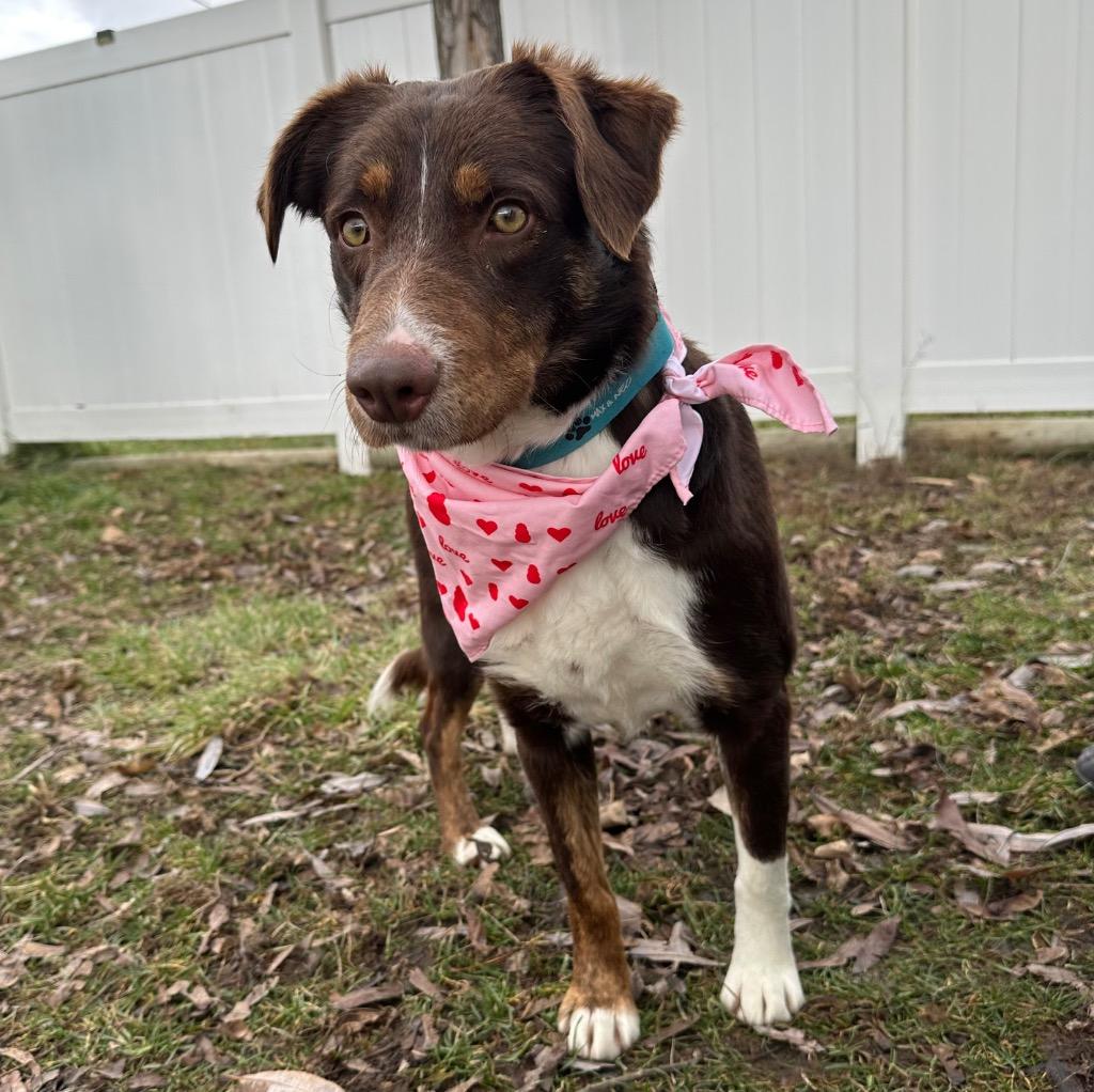 Enlarge Acey, a Adoptable mixed breed in Logan, UT image 3/3