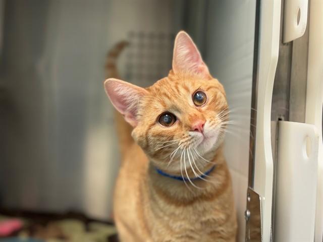 KING BRULEE, Adoptable, Young Male Domestic Short Hair.