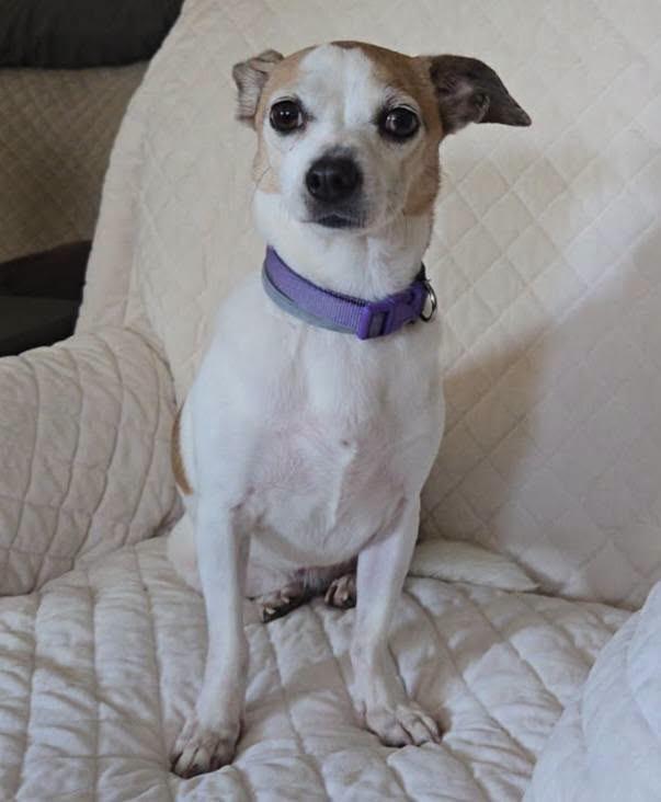 Lola, Adopted, Adult Female Chihuahua.