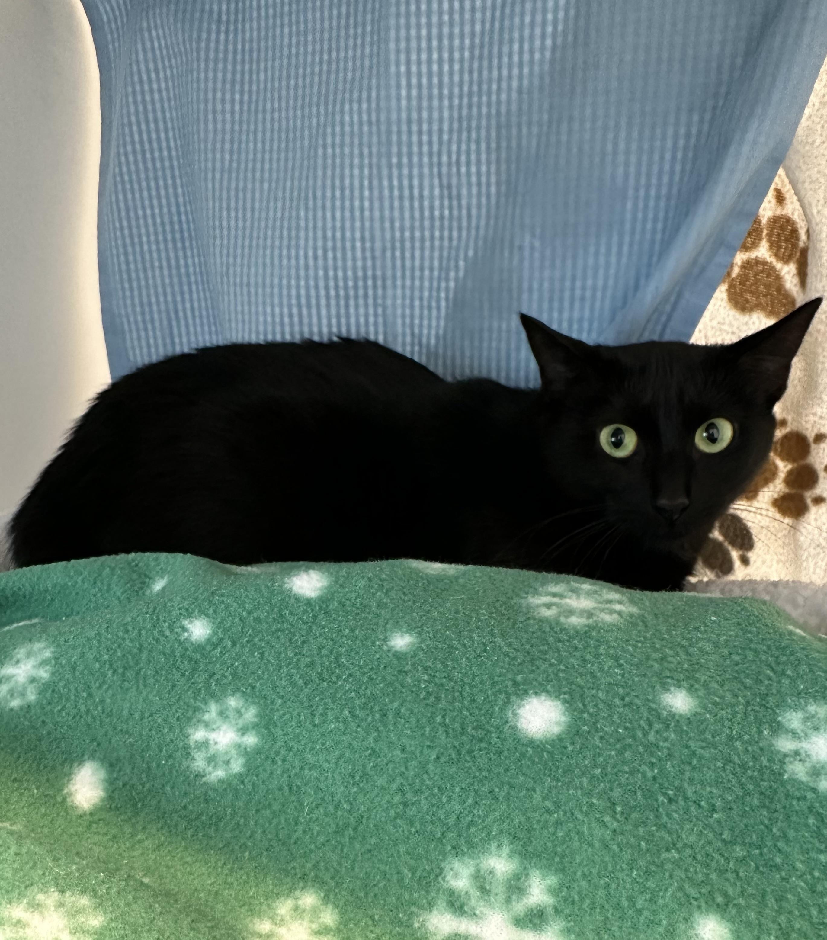 Wednesday (ID 48402/3116)