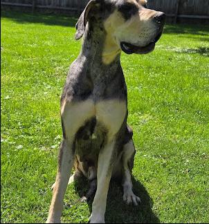 Enlarge Lani, a Adoptable Great Dane in Oswego, IL image 1/5