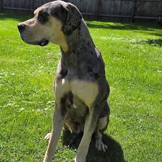 Enlarge Lani, a Adoptable Great Dane in Oswego, IL image 2/5