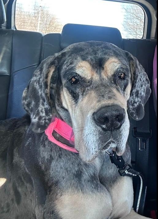 Enlarge Lani, a Adoptable Great Dane in Oswego, IL image 4/5