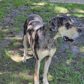Enlarge Lani, a Adoptable Great Dane in Oswego, IL image 5/5