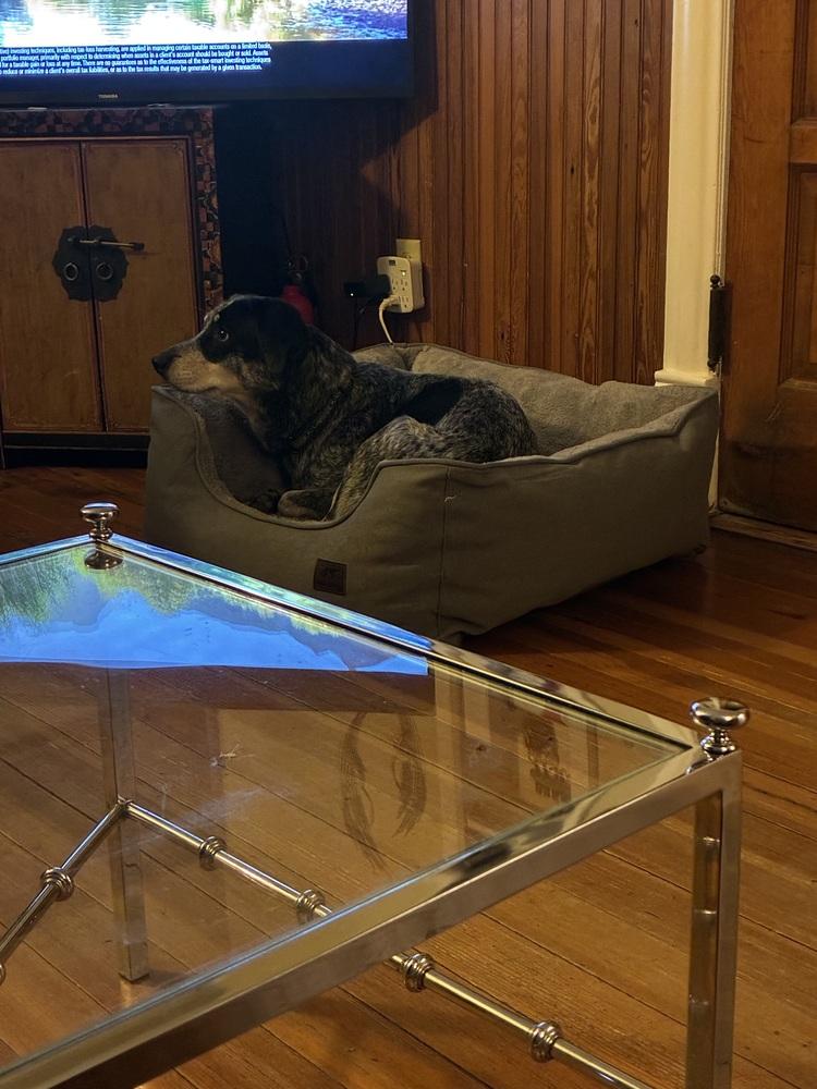 Yonni, Adoptable, Adult Female Australian Cattle Dog / Blue Heeler & Hound.