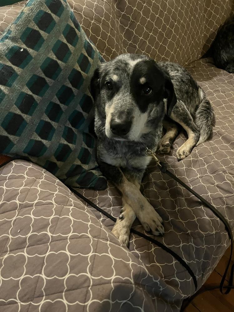 Enlarge Yonni, a Adoptable mixed breed in Waunakee, WI image 2/6