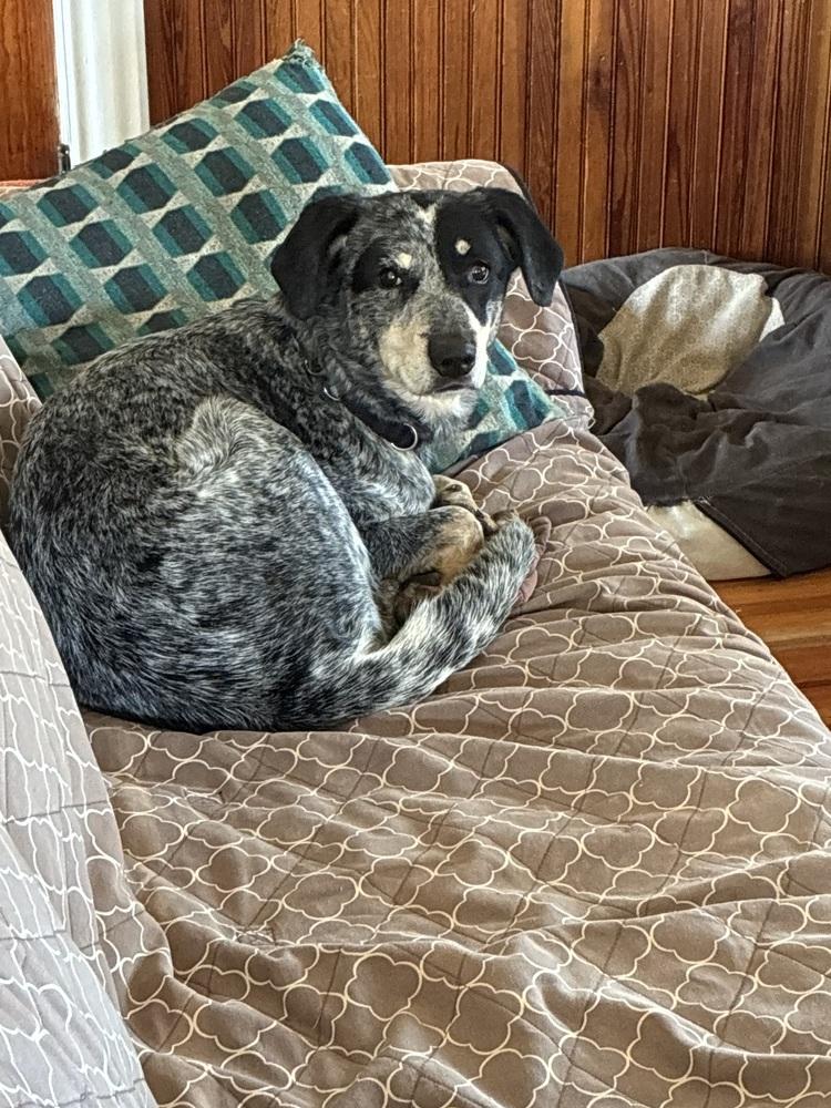 Enlarge Yonni, a Adoptable mixed breed in Waunakee, WI image 3/6