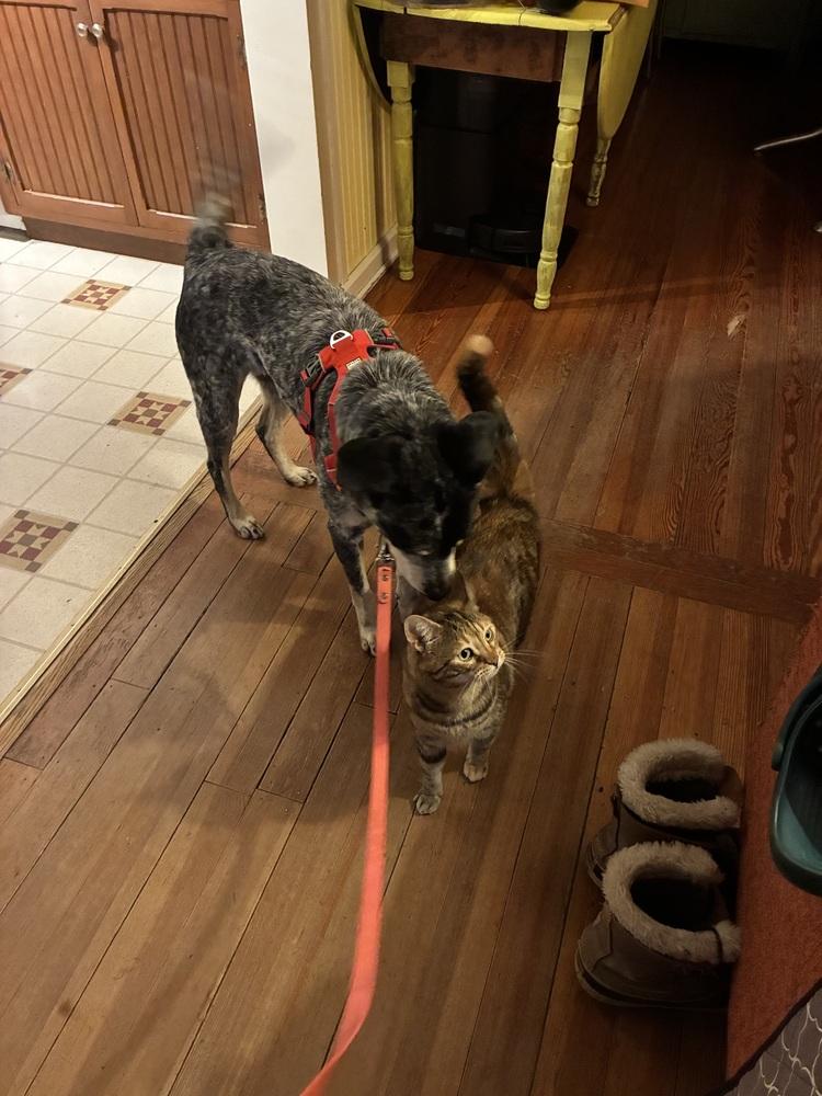 Enlarge Yonni, a Adoptable mixed breed in Waunakee, WI image 4/6