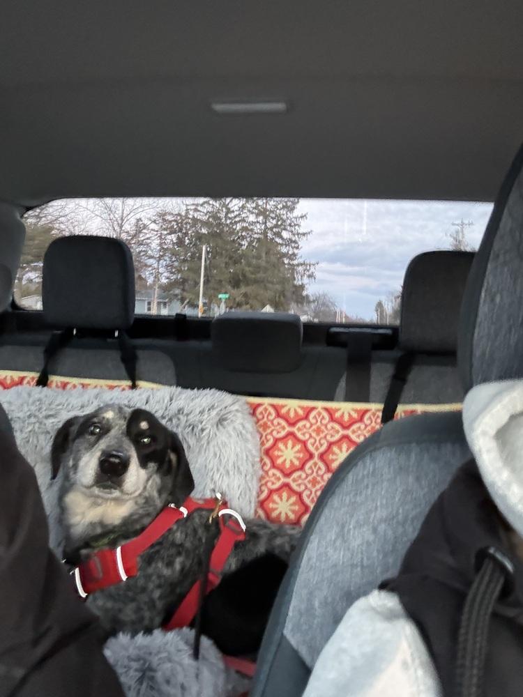 Enlarge Yonni, a Adoptable mixed breed in Waunakee, WI image 5/6